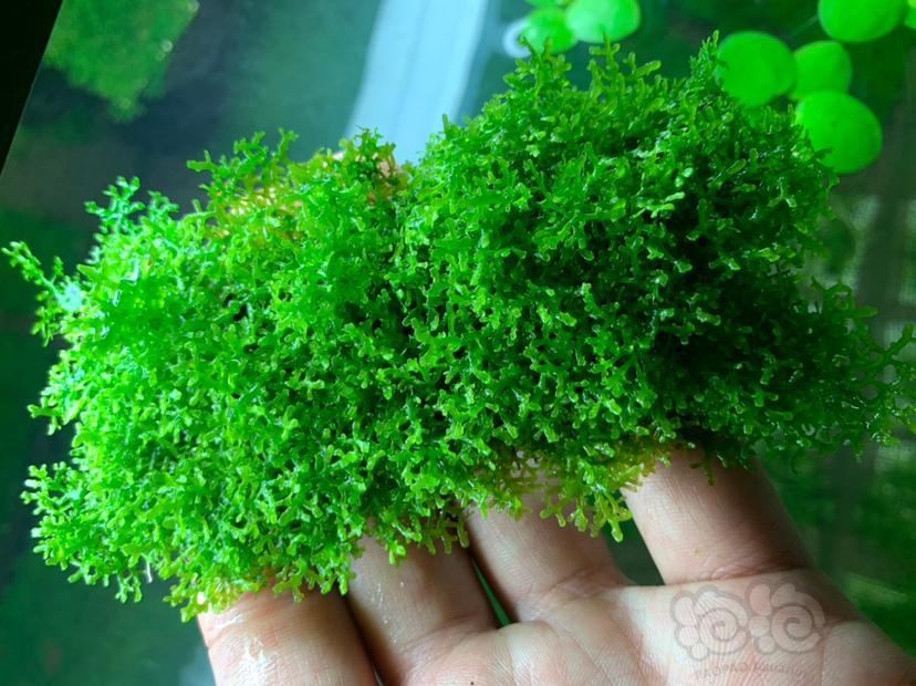 珊瑚莫斯状态超赞无虫无藻-图4