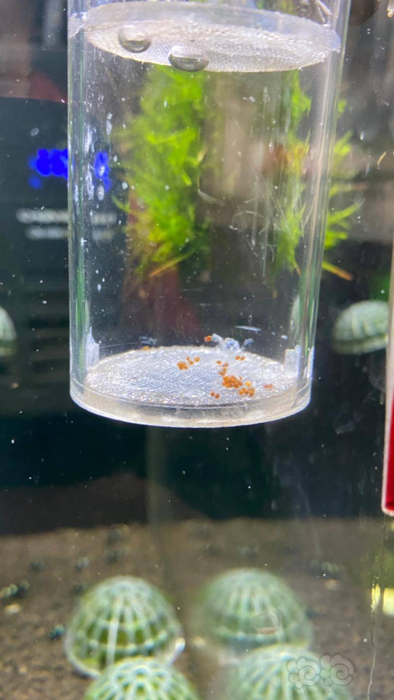 早上看了一下突然发现死3只抱卵母虾  赶紧就做一个孵化器