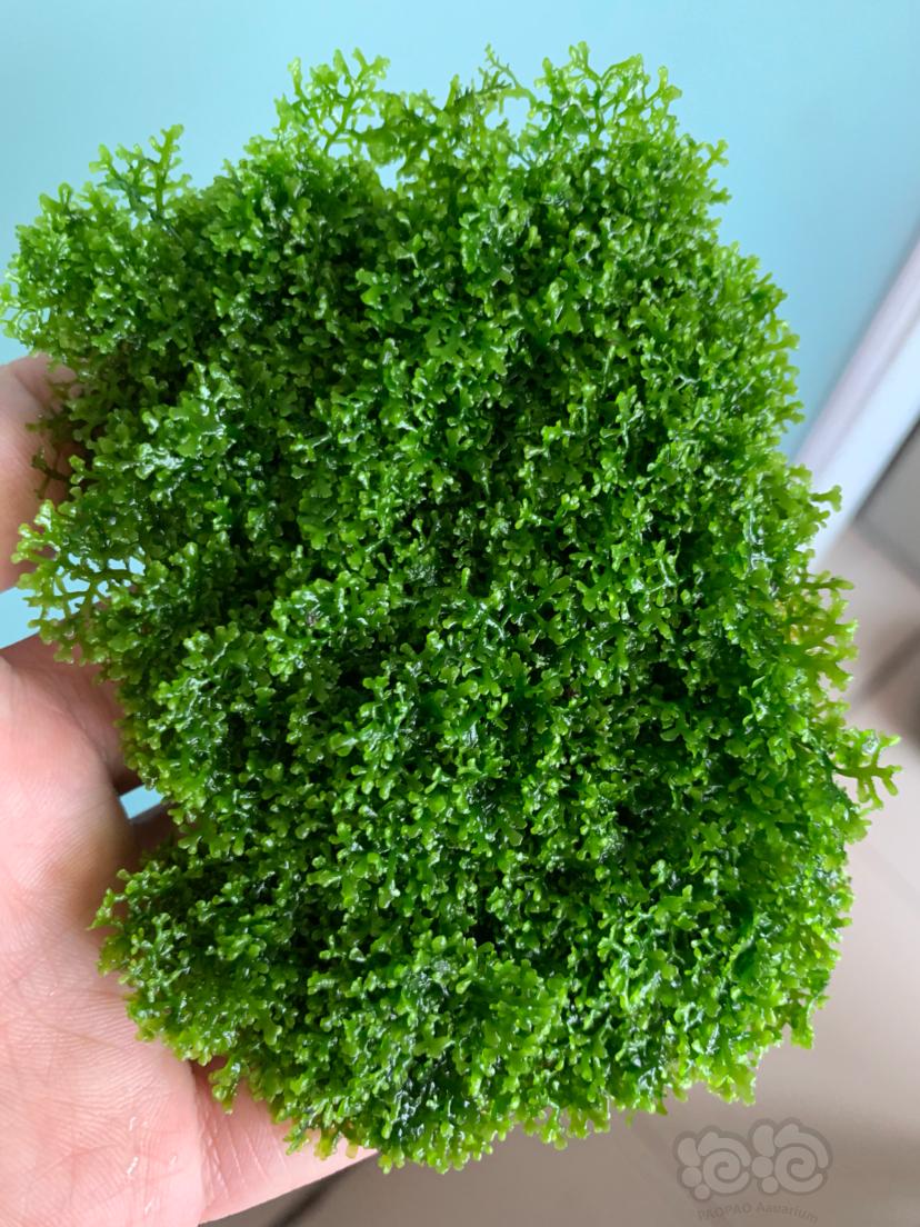 【水草】2021-3-30#RMB拍卖珊瑚莫斯一份无虫无藻无螺-图6