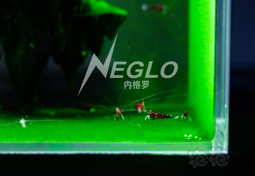 世界上最小的苏虾缸，最小的短绒藻造景缸-图6