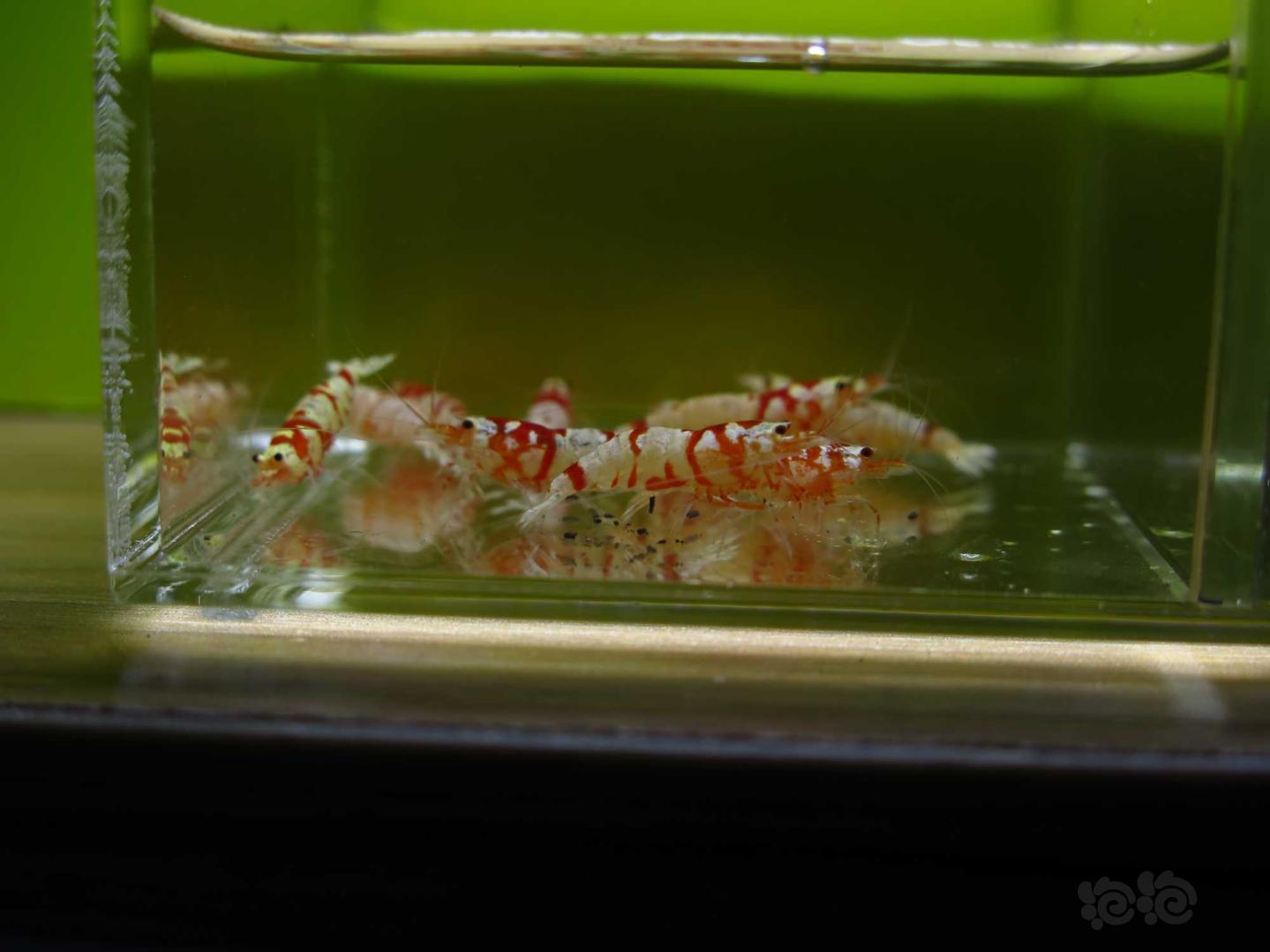 【虾】2021-3-29#RMB拍卖红花虎水晶虾10只-图9