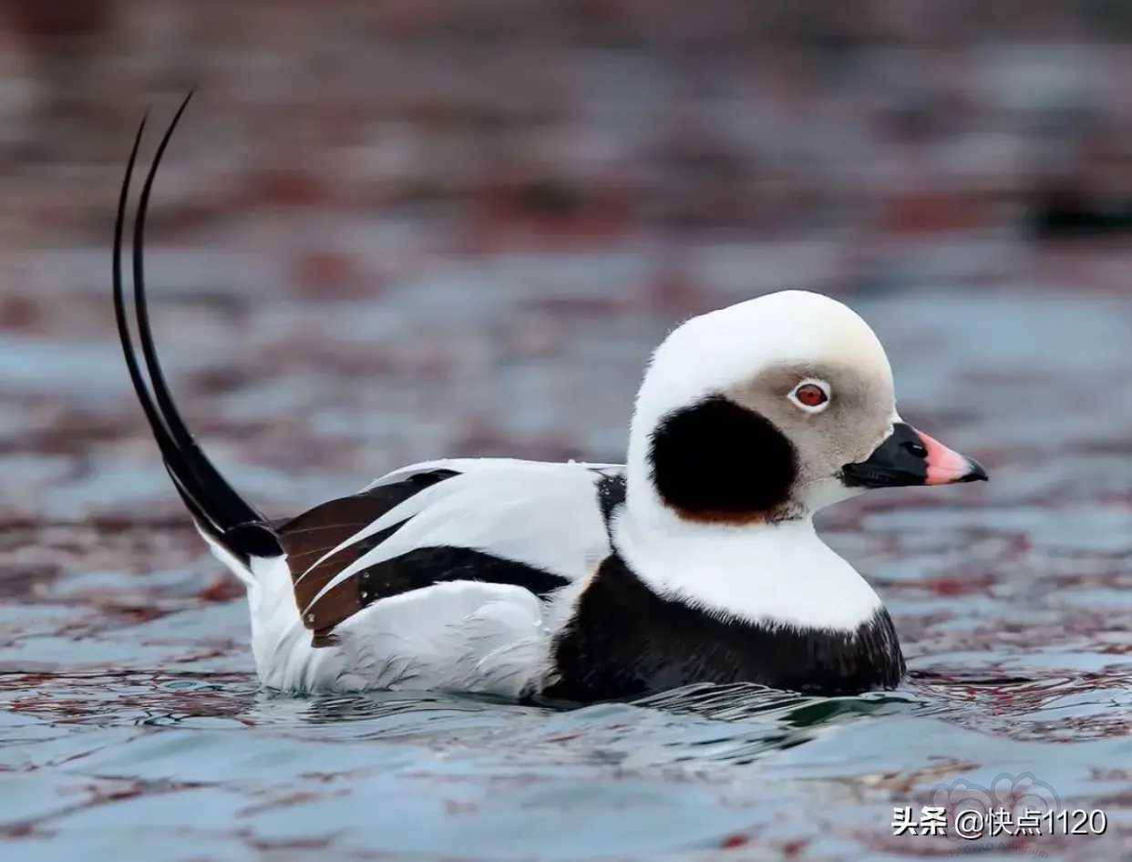 动物世界长尾鸭俗称冰凫