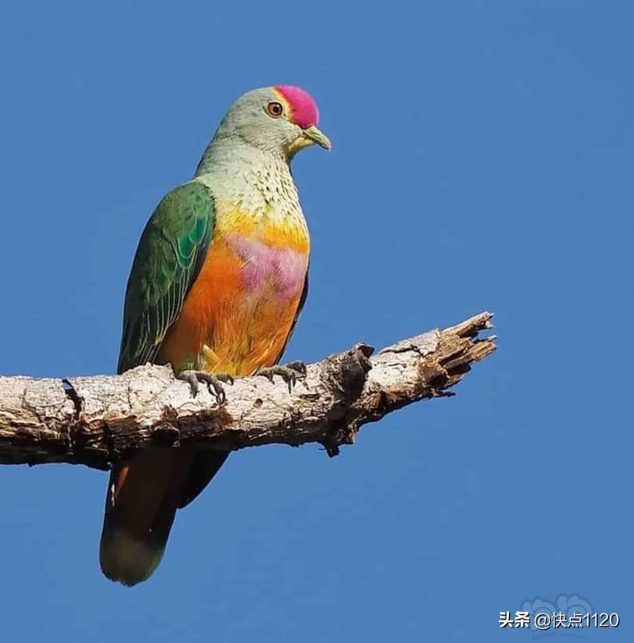 动物世界粉顶果鸠玫瑰冠果鸠