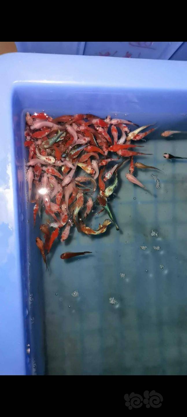 斗鱼泰国斗鱼自繁苗子