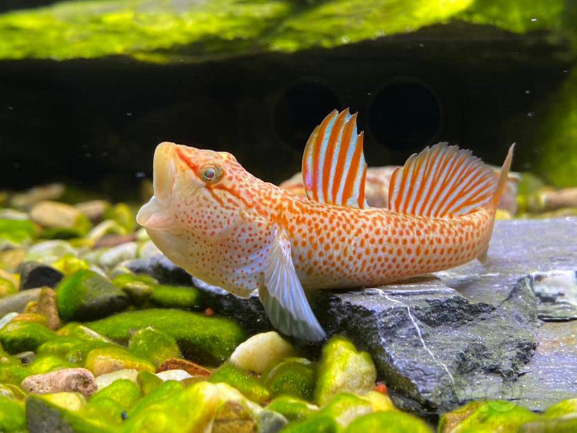 神农吻虾虎三连拍
