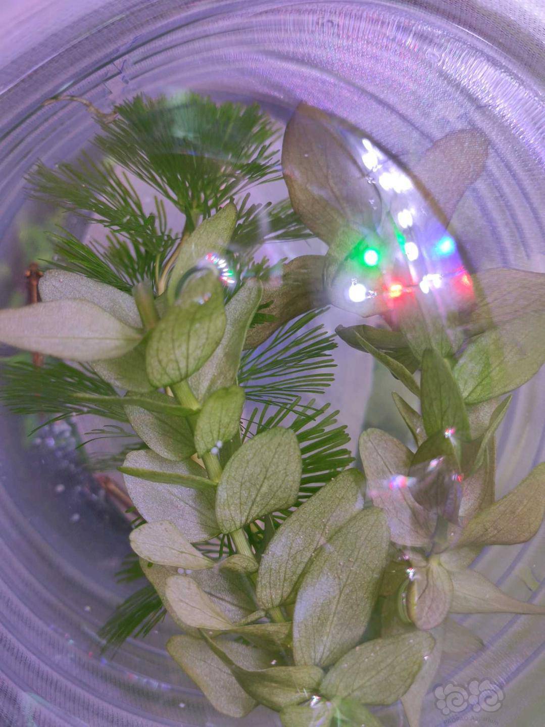 白云金丝这算是生了吗