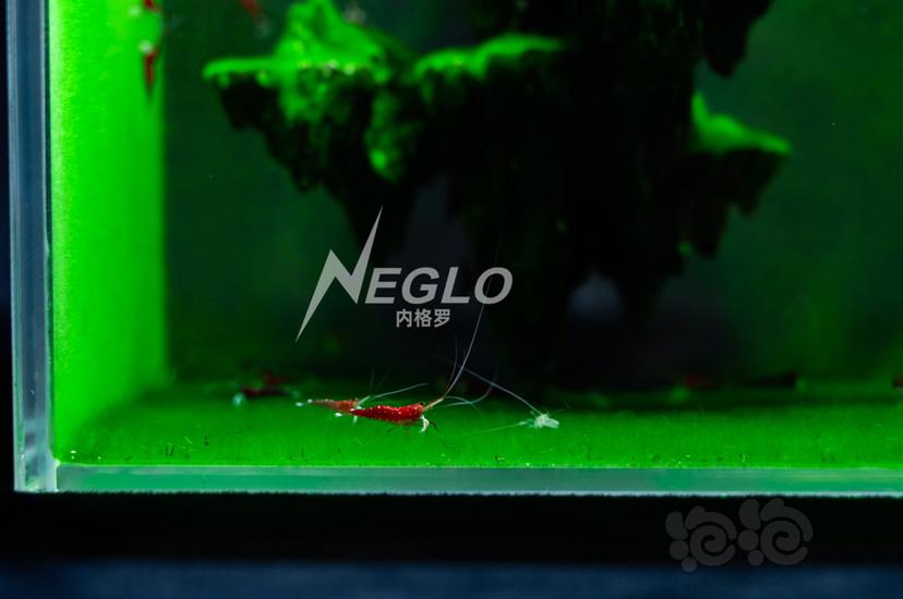世界上最小的苏虾缸，最小的短绒藻造景缸-图4