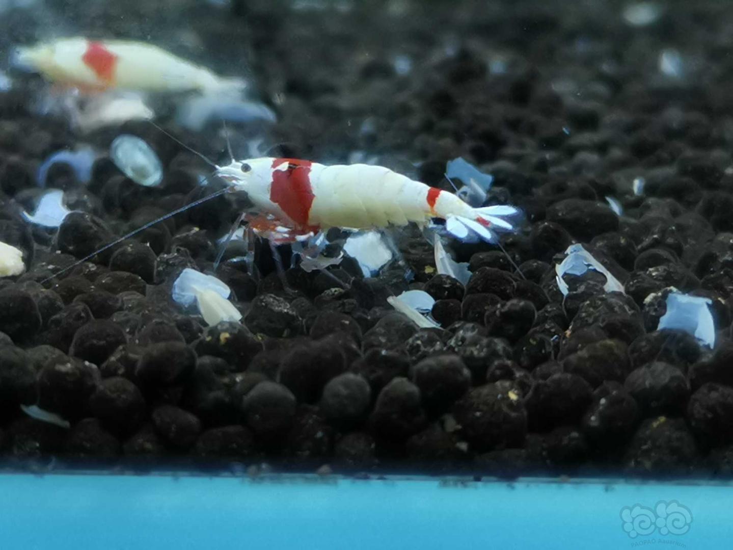 【虾】2021-03-31#RMB拍卖红白水晶虾6只-图5