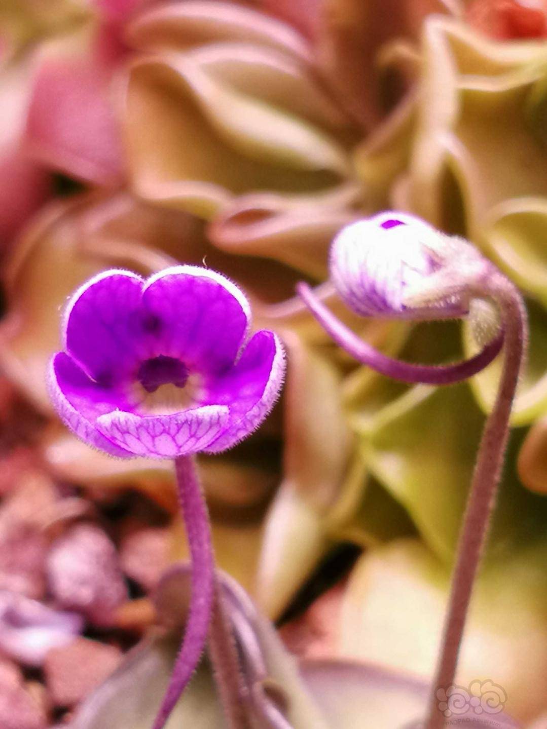 食虫捕虫堇开花不断