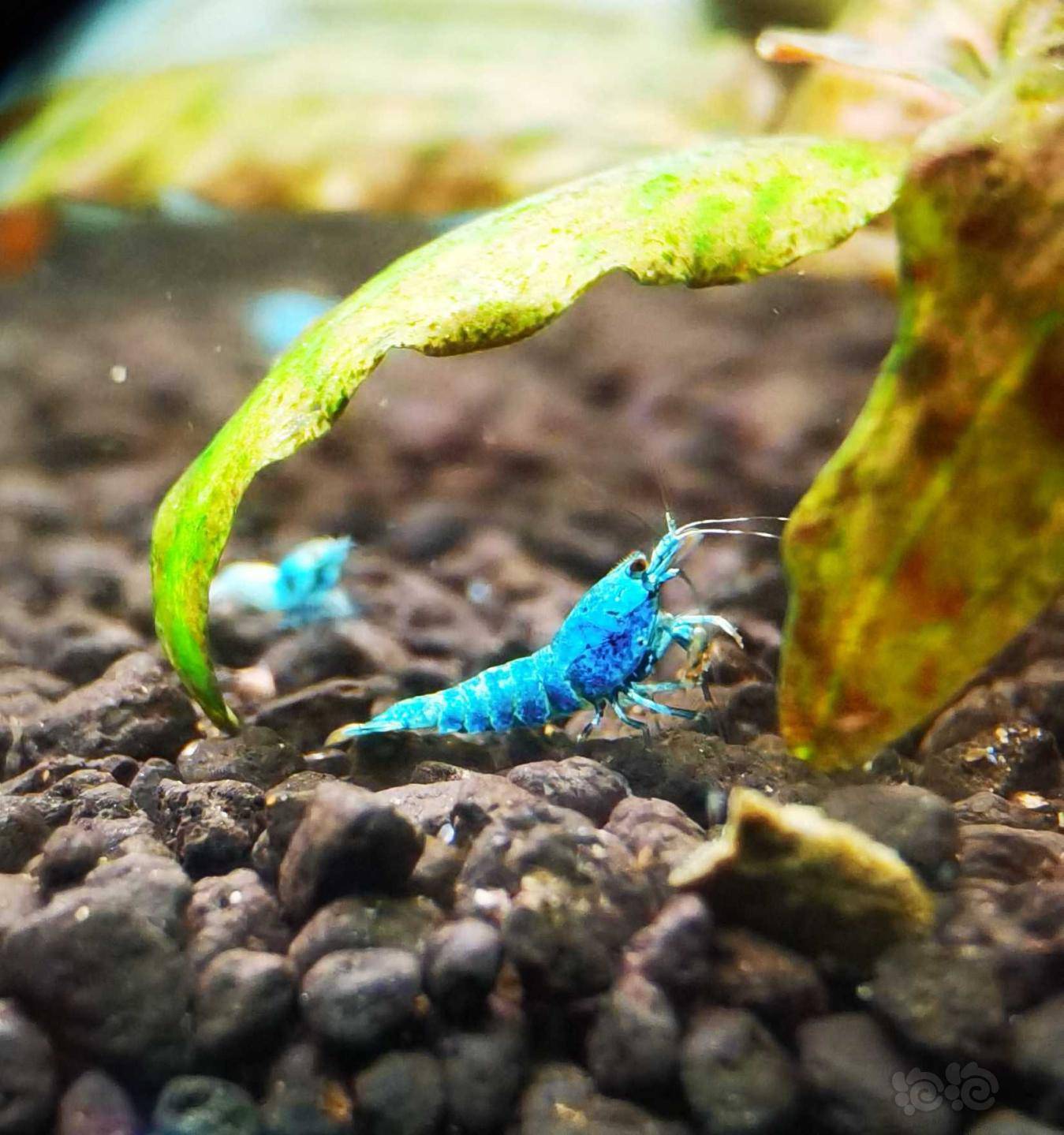 2021328rmb拍卖蓝金刚水晶虾一份5只