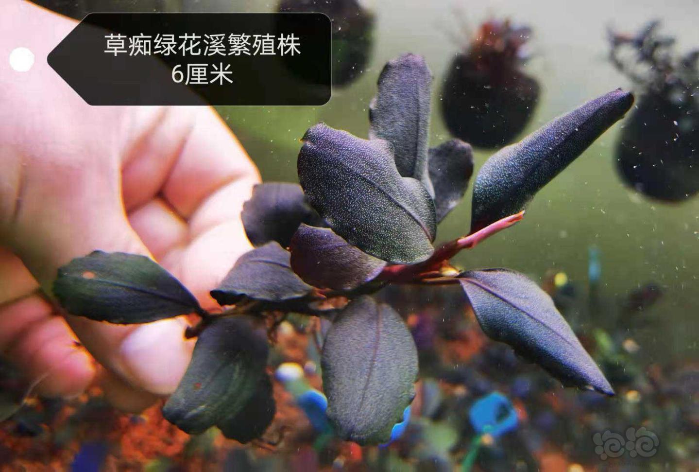 【辣椒榕】出浮云neo，产地蓝，绿花溪，14nk海-图3