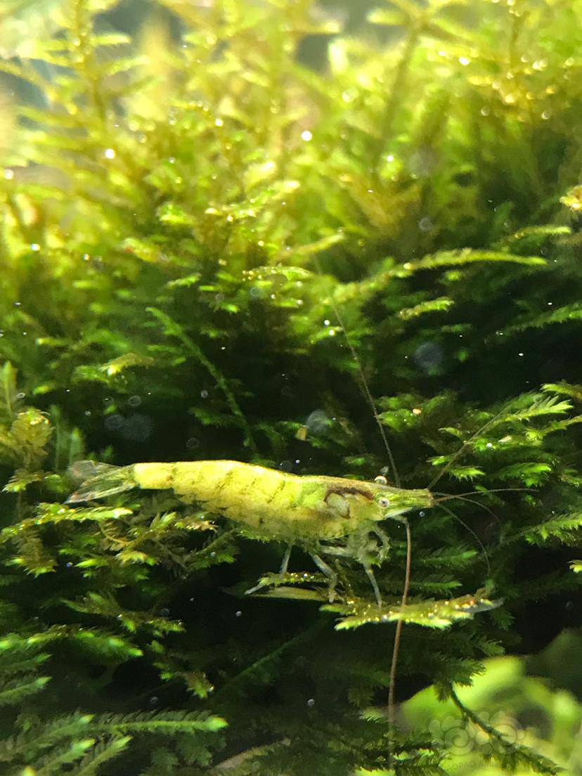 偶然间发现了一只绿虾