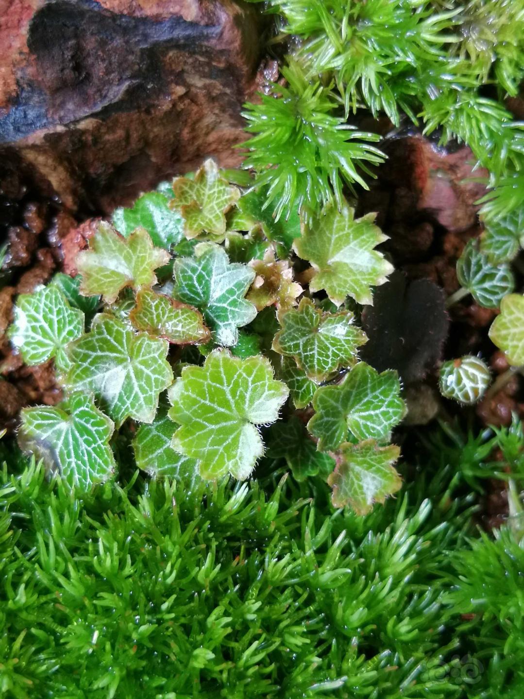 苔藓苔藓姬虎耳