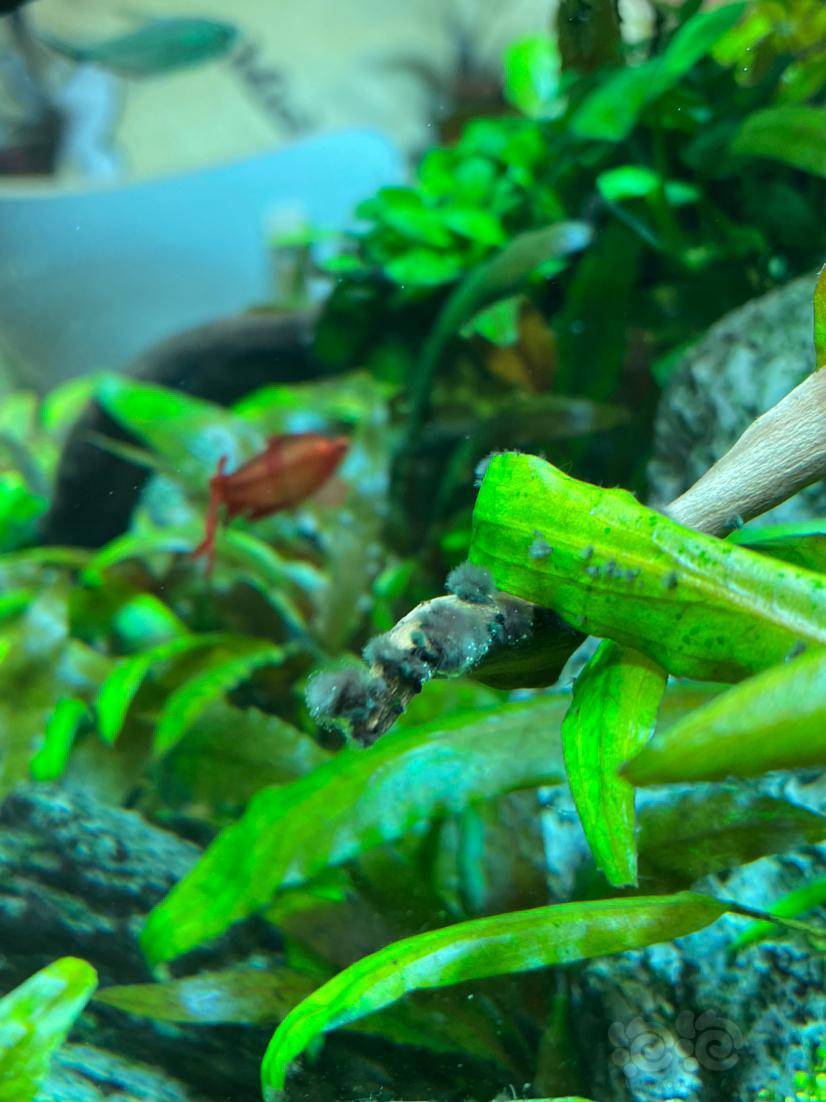 黑毛藻受不了了