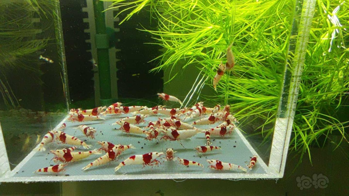 【虾】2021-03-12# RMB拍卖红白水晶虾48只-图1