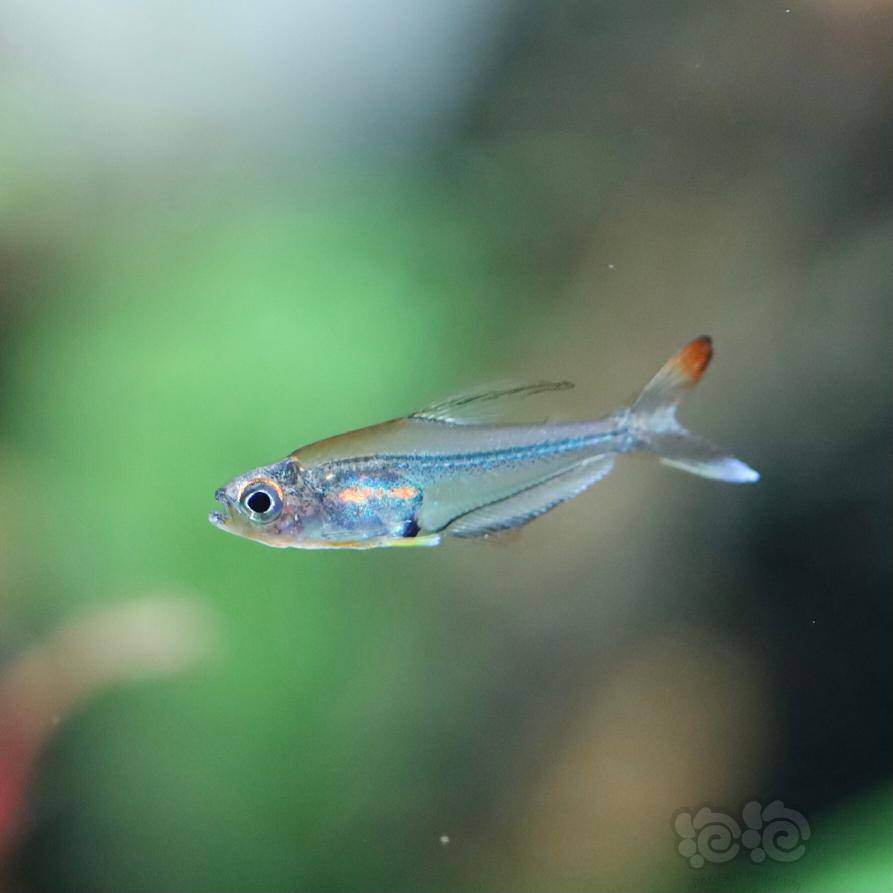 灯科鱼七彩水晶旗刚入缸记录