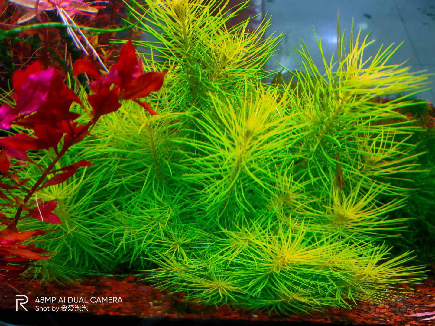 出售水草绿百叶