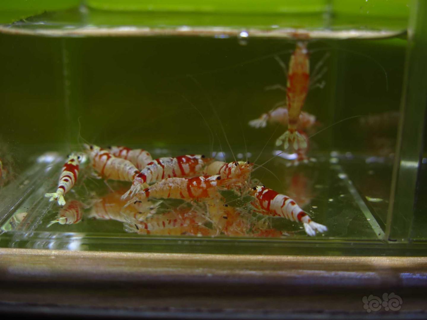 【虾】2021-3-29#RMB拍卖红花虎水晶虾10只-图3