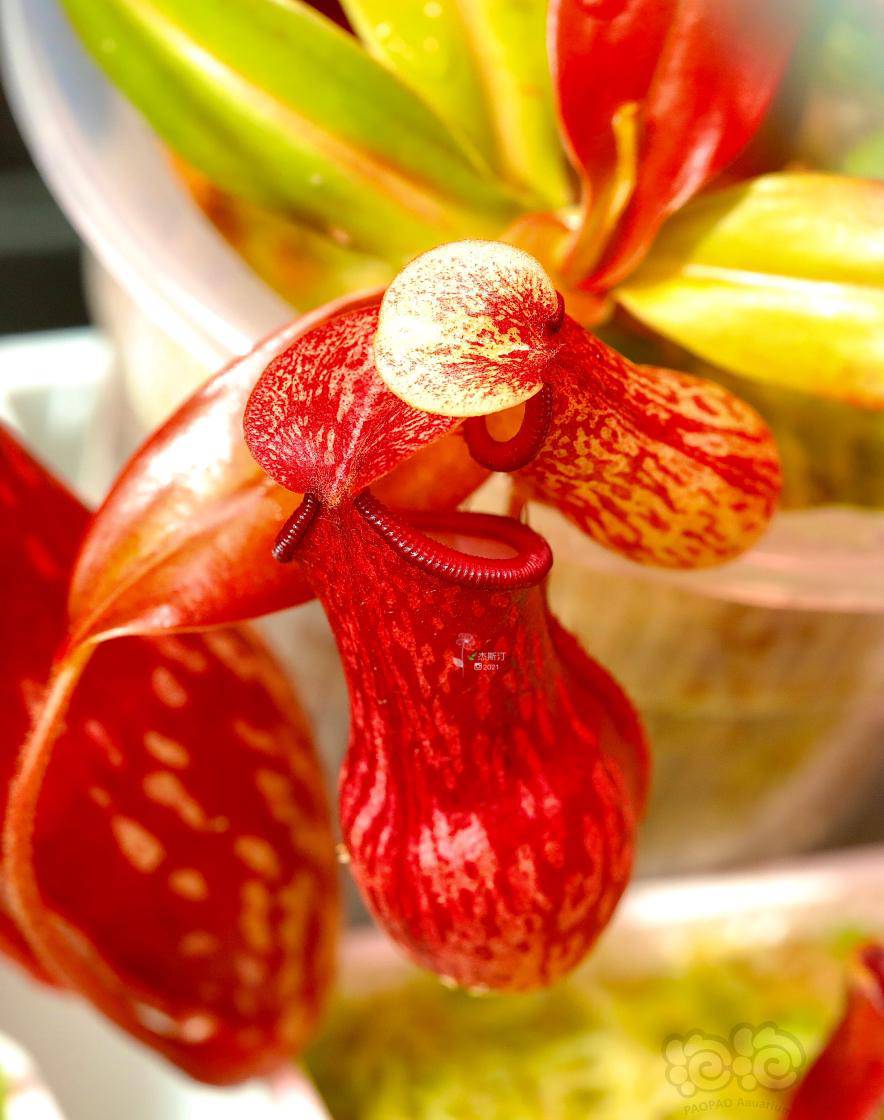 食虫盖亚猪笼草78