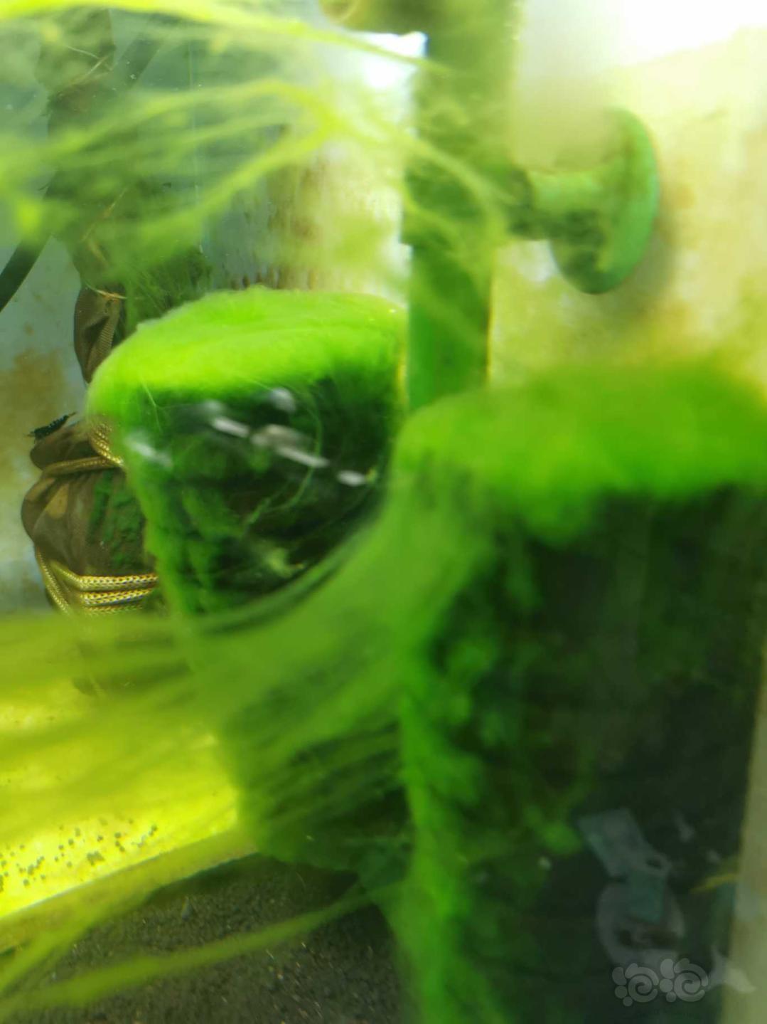 水晶虾缸里这种藻需要清理吗-图3