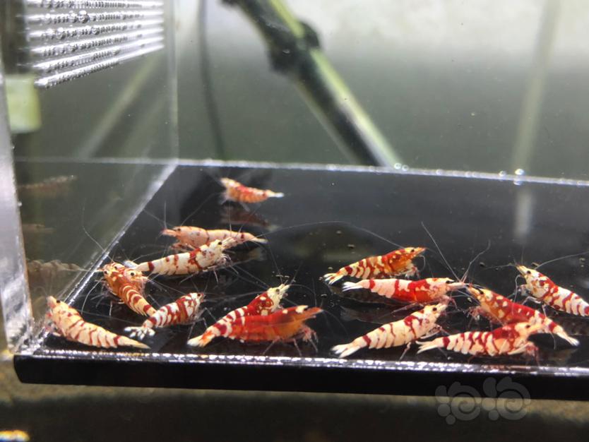 【虾】2021-03-19#RMB拍卖红花虎19只-图5