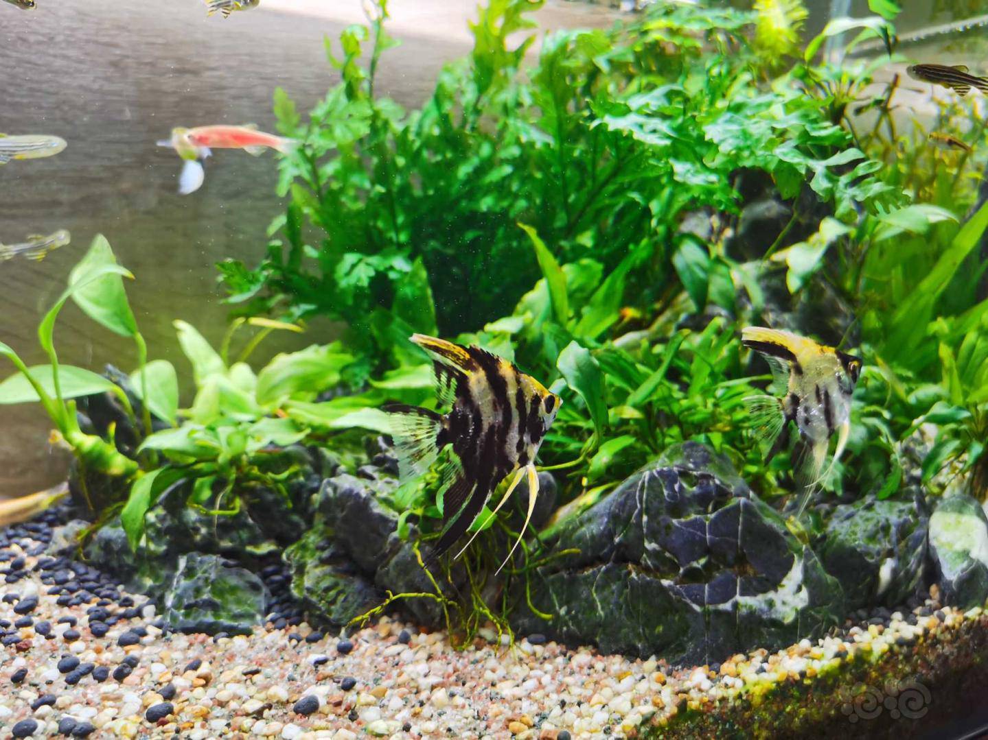 草缸新鱼入缸记