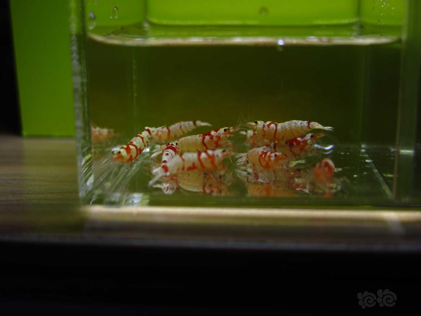 【虾】2021-3-29#RMB拍卖红花虎水晶虾10只-图7