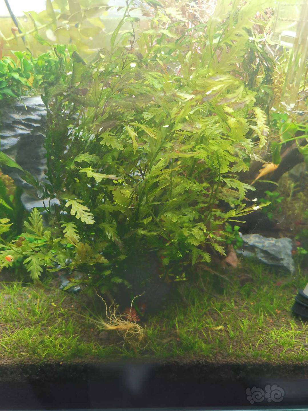 出黑木蕨超大颗一颗成景