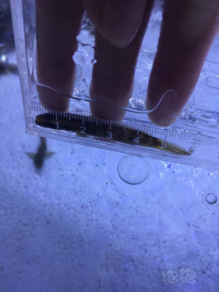 边境黄唇虾虎，6厘米-图1
