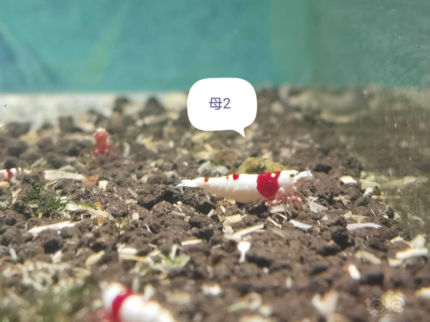 【虾】2021-03-02#RMB拍卖经典红白新成繁殖组-图8