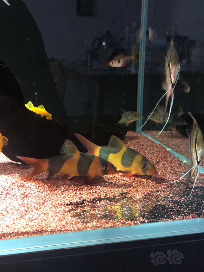 热带鱼大尺寸三间鼠鱼