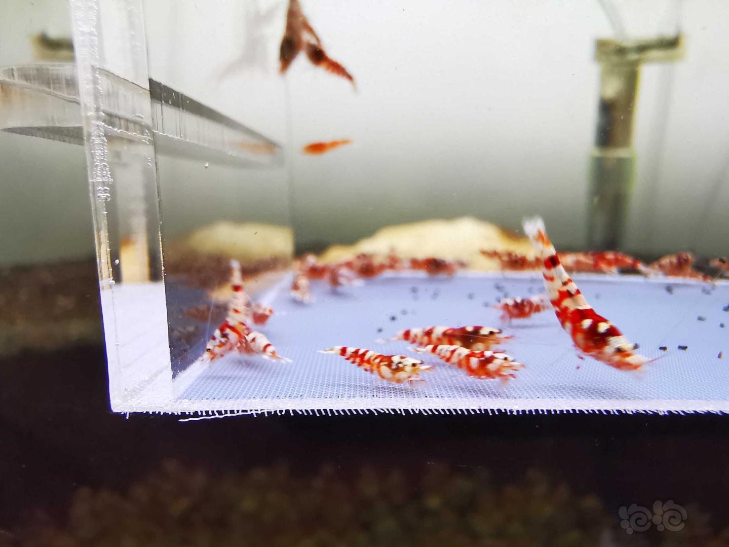 【虾】2021-3-24#RMB拍卖#红花虎水晶虾一份40只：-图3