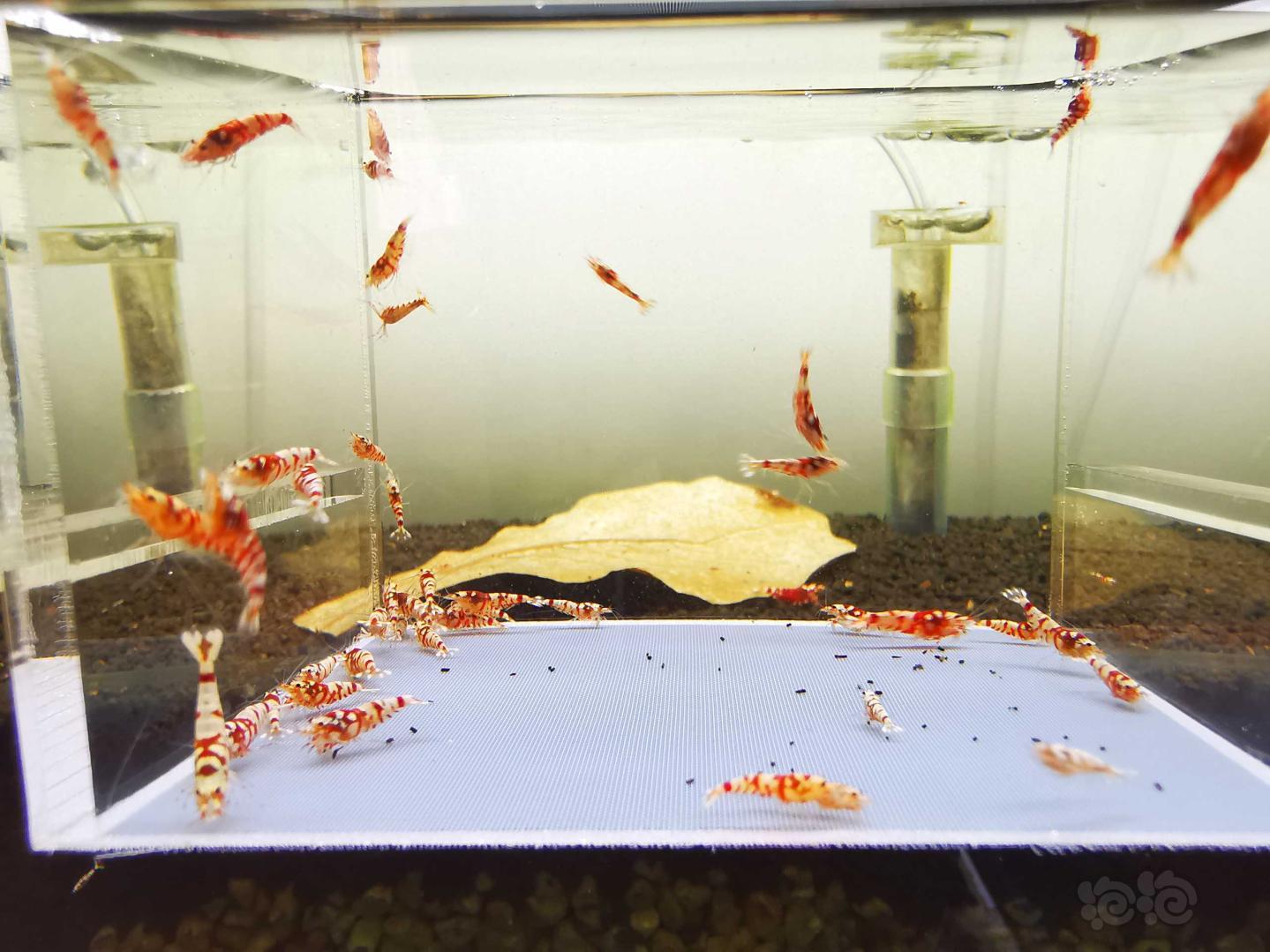 【虾】2021-3-24#RMB拍卖#红花虎水晶虾一份40只：-图8