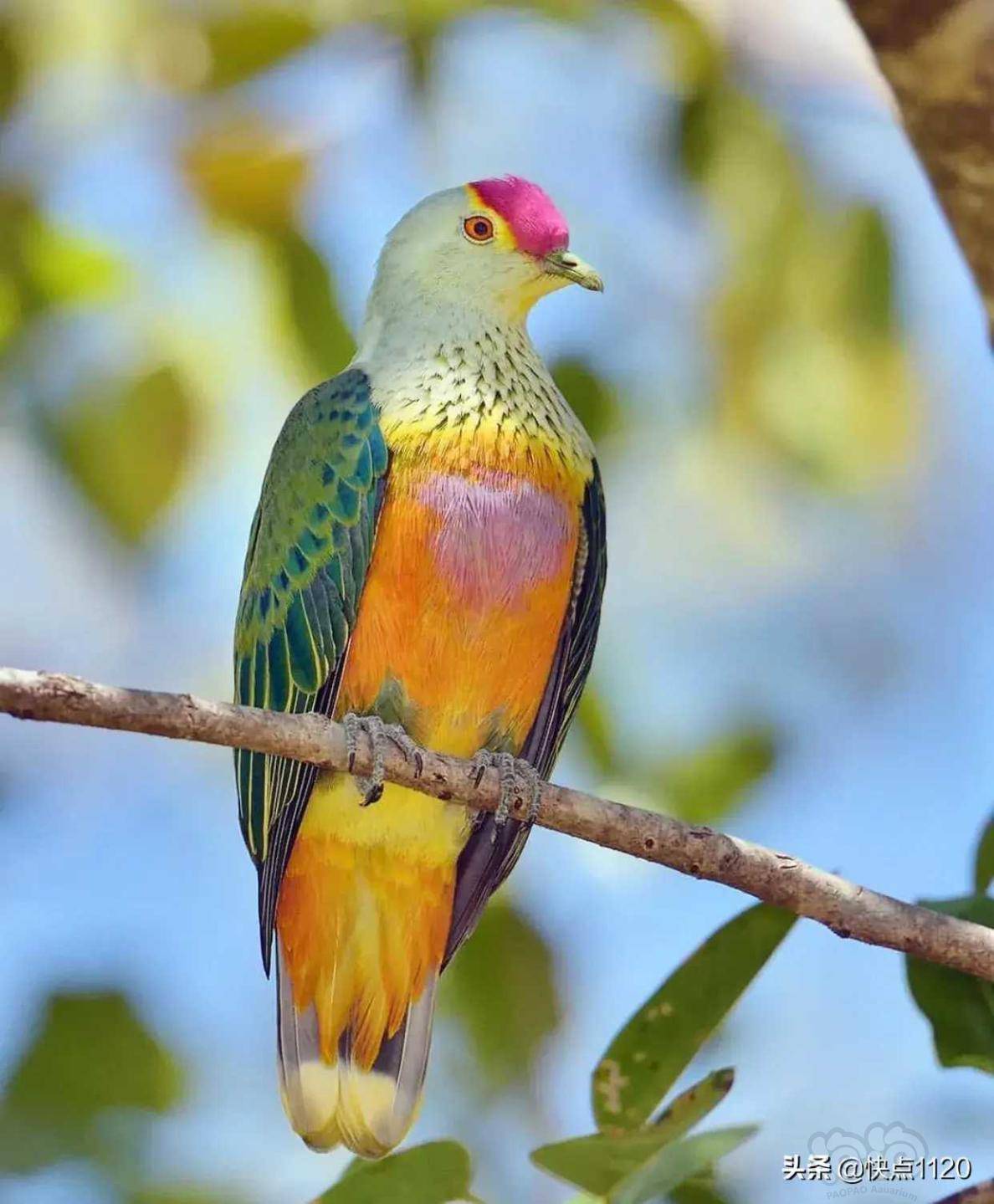 动物世界粉顶果鸠玫瑰冠果鸠