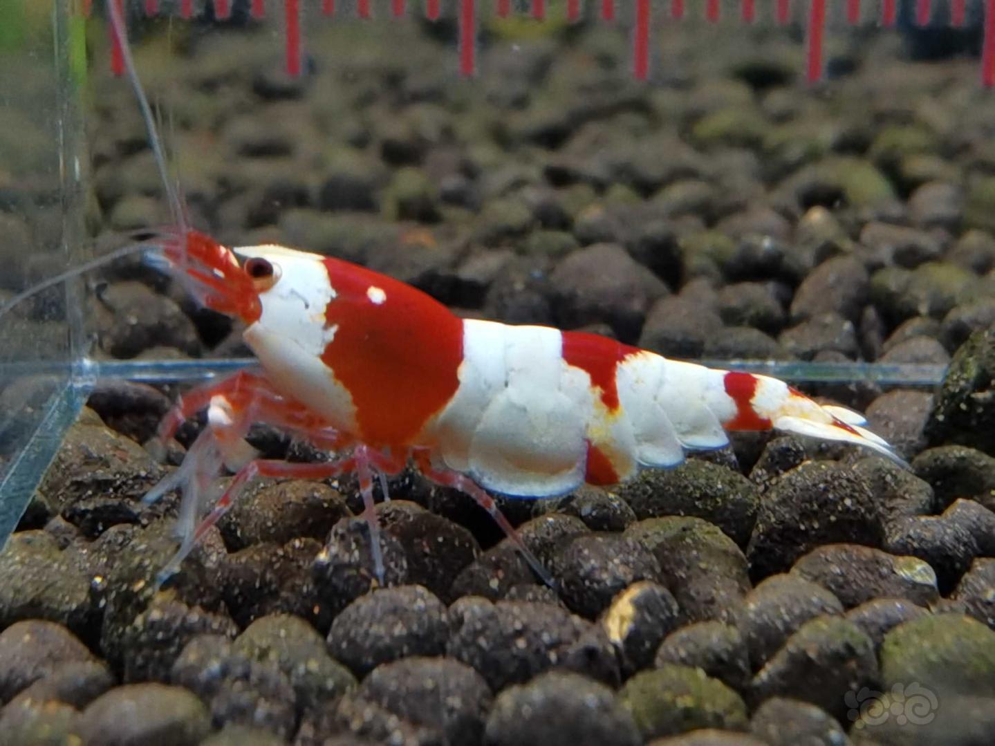 【虾】2021-03-19#RMB拍卖 红白水晶虾3公3母-图3