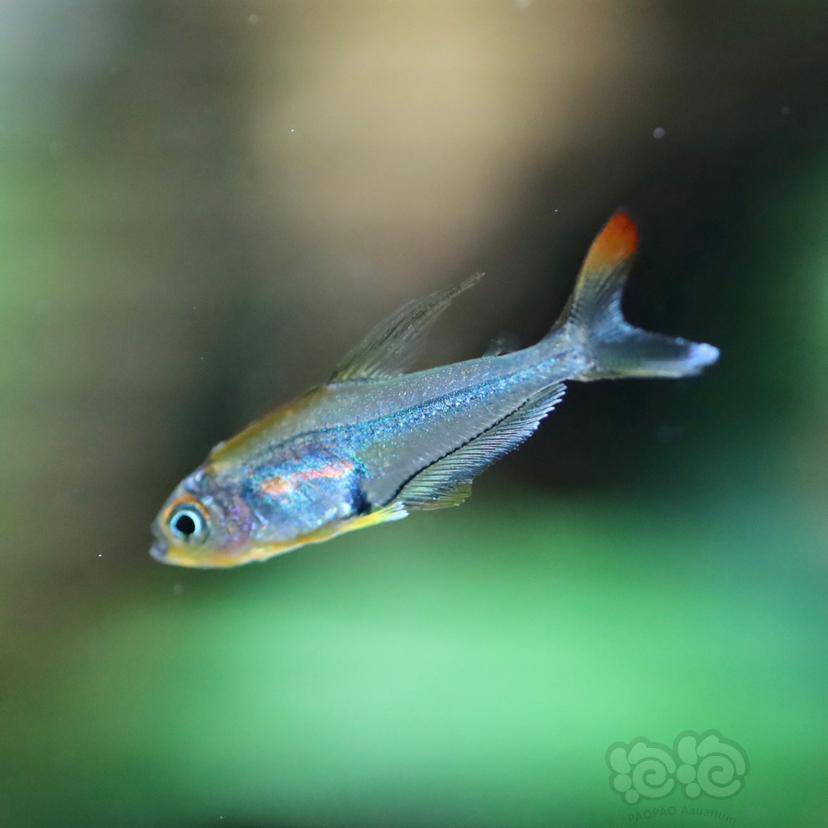 灯科鱼七彩水晶旗刚入缸记录