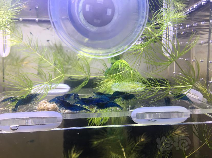 【虾螺】蓝宝石米虾太多了 又要出远门 换点水电费-图2