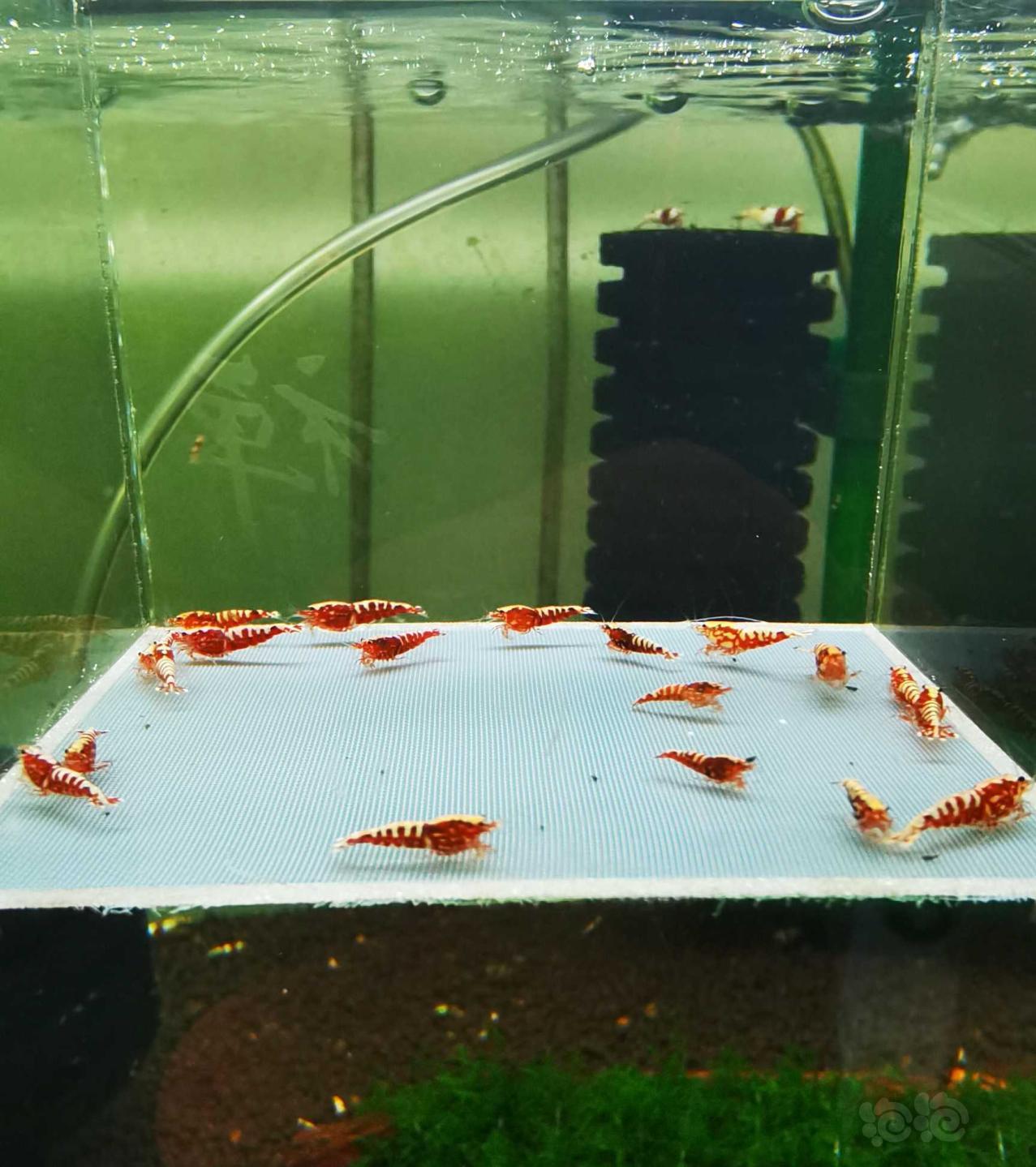 【虾】2021-3-27#RMB拍卖#红银河水晶虾一份20只-图3