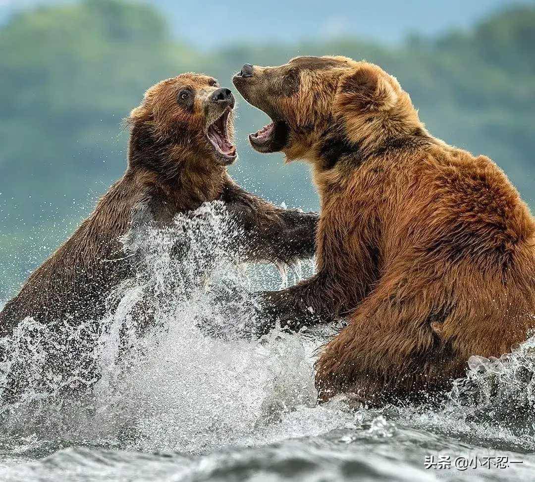 两只棕熊因为一个主要捕鱼点而发生争端