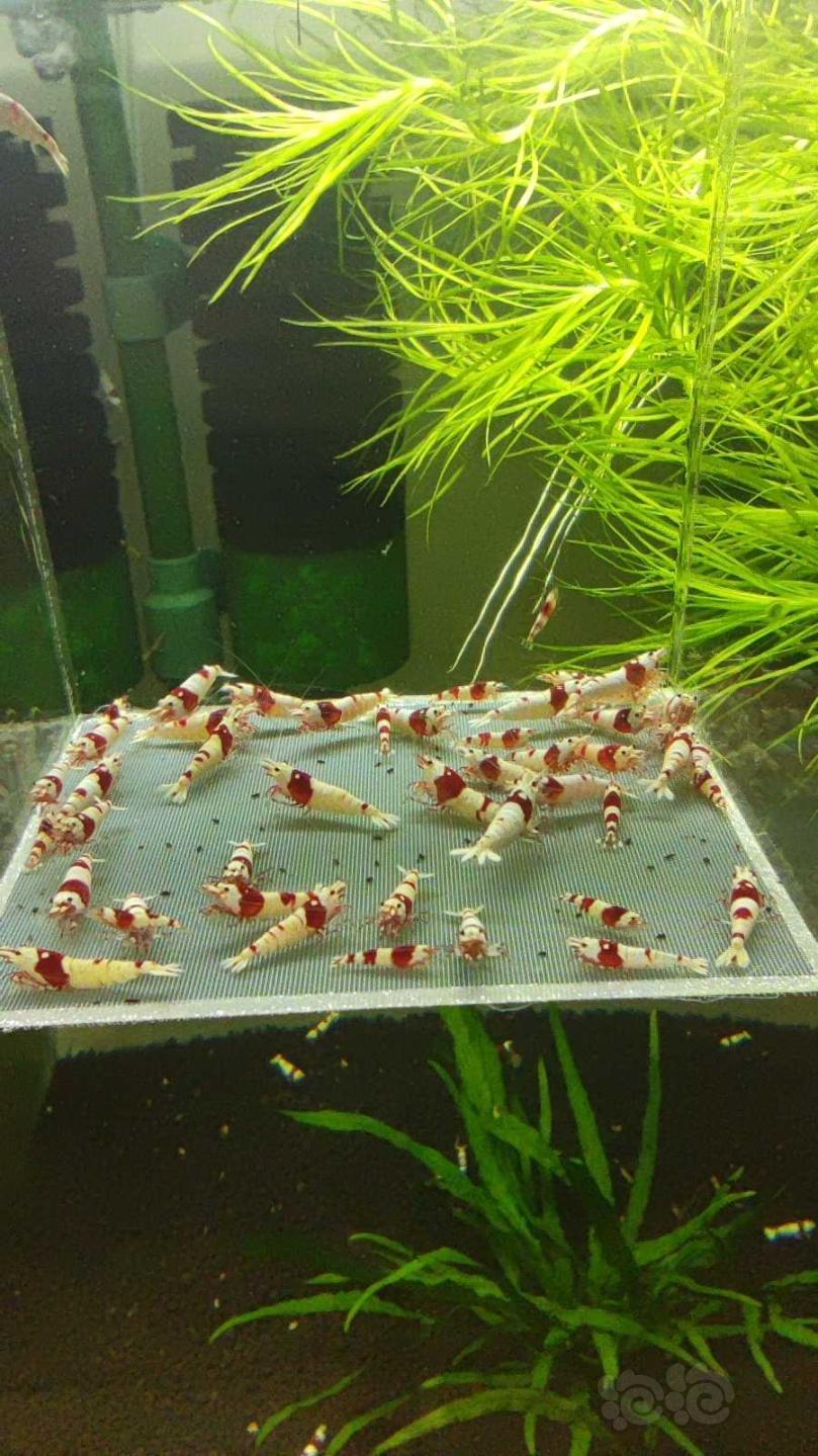 【虾】2021-03-12# RMB拍卖红白水晶虾48只-图7