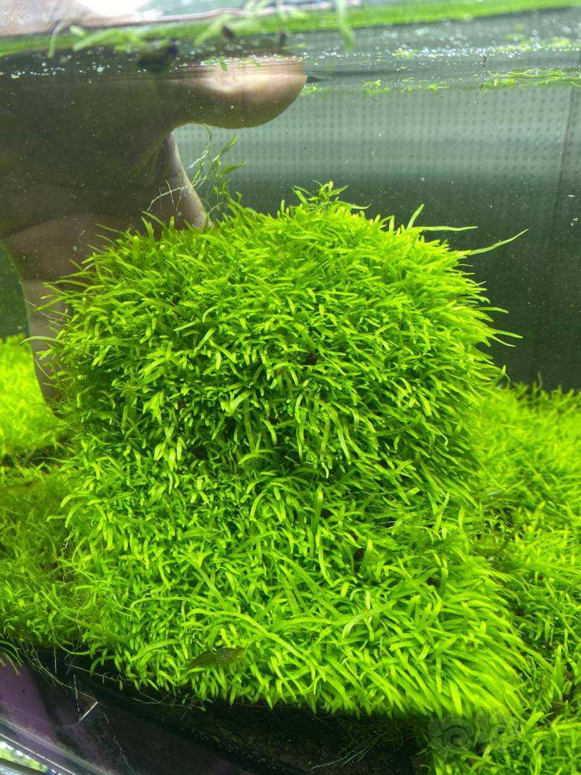 出挖耳丹麦细叶铁爬地矮珍珠珊瑚莫斯