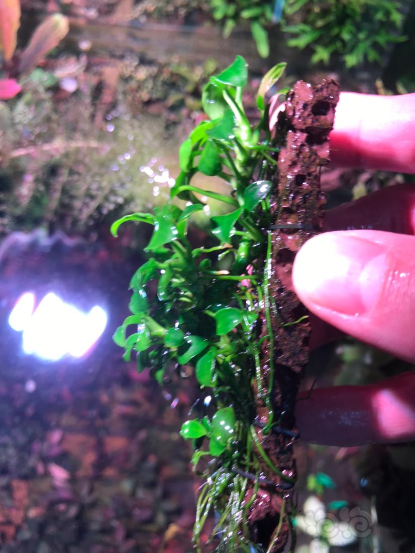 出迷你榕繁殖茎一厘米5元带密密麻麻的小牙-图6
