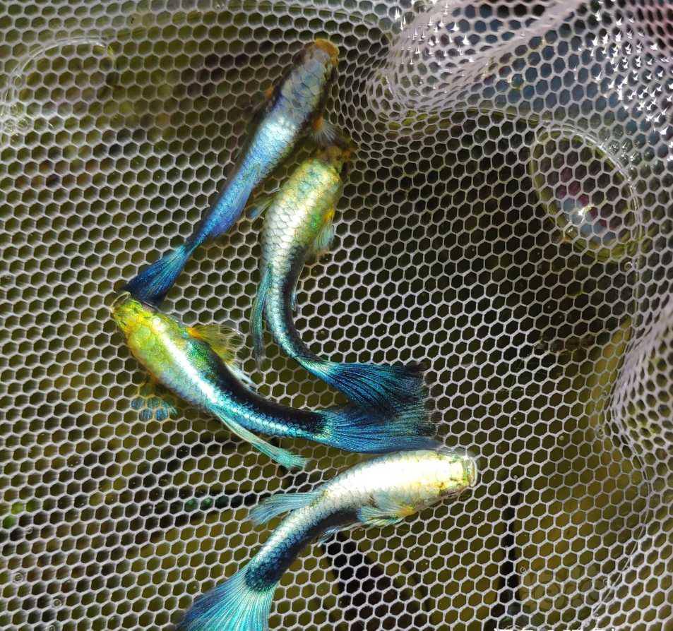 其它泰系孔雀鱼