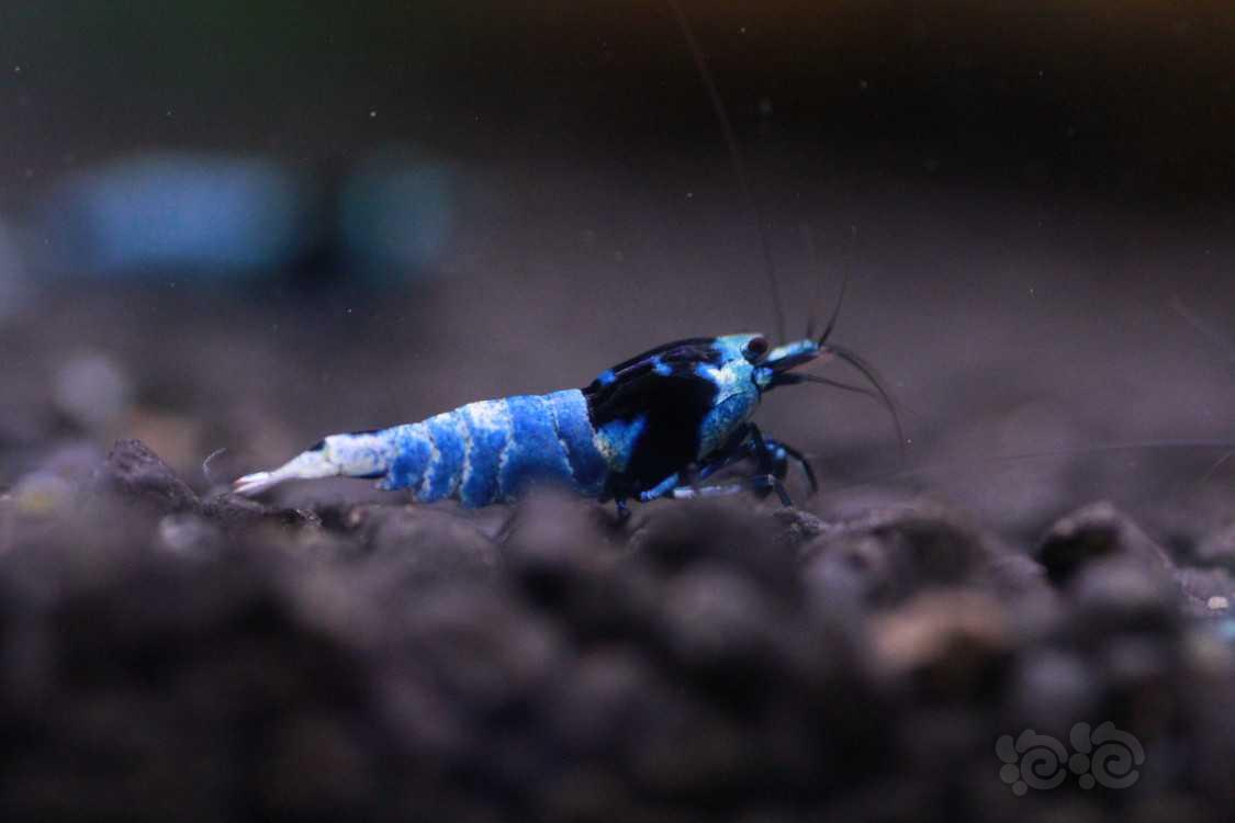 【虾】2021-03-06#RMB拍卖蓝躯花头一公2母繁殖组一份3只-图2