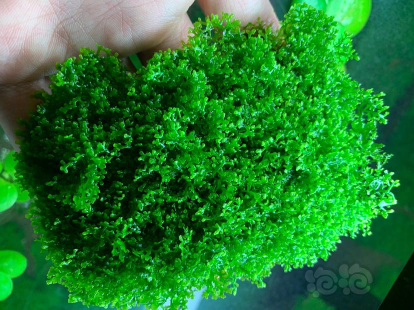 【水草】2021-3-30#RMB拍卖珊瑚莫斯一份无虫无藻无螺-图5