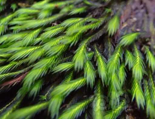 特别的植物志：龙珠水草真名判明与养殖攻略，其正确学名为大叶凤尾藓planiccaulis变种-图4