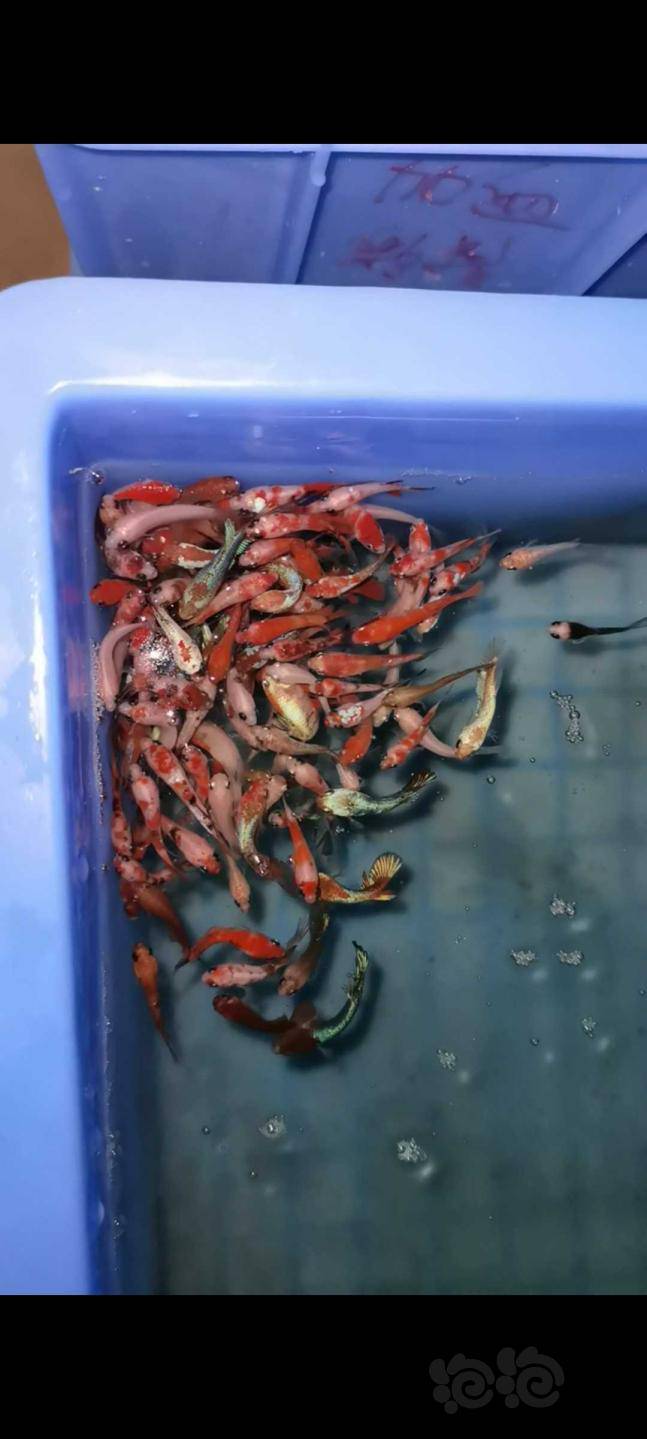 斗鱼泰国斗鱼自繁苗子