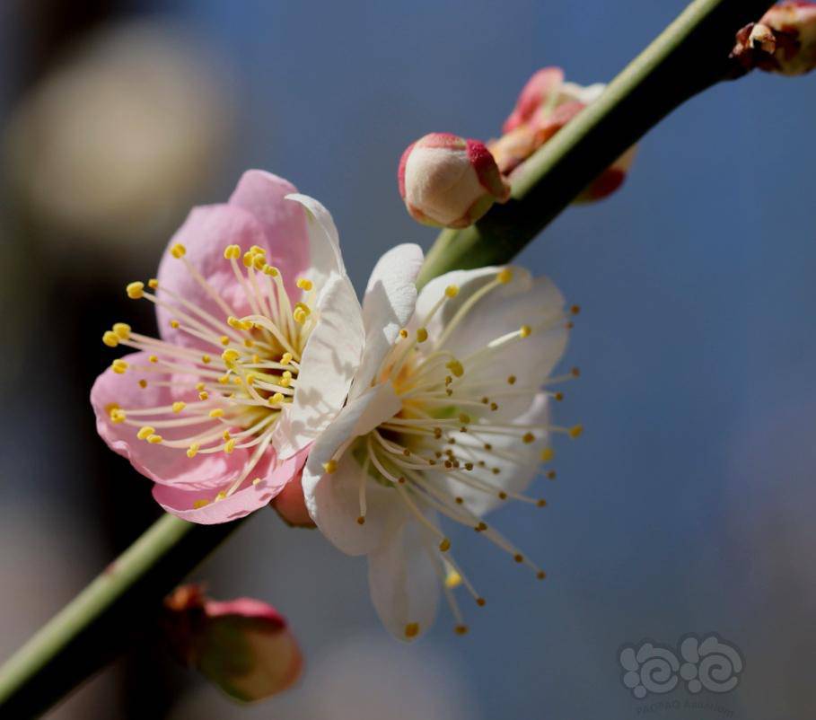 两种颜色的梅花