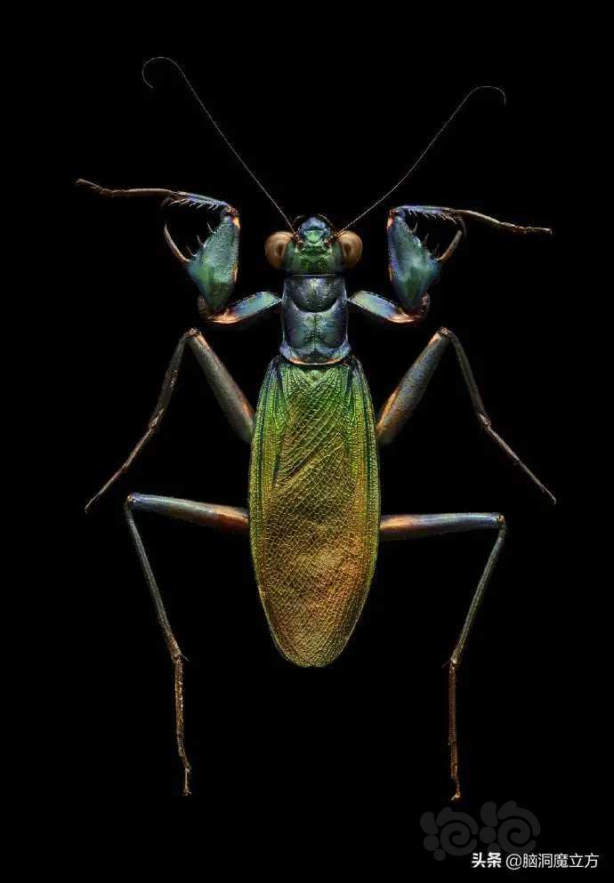 昆虫微观照片-图1