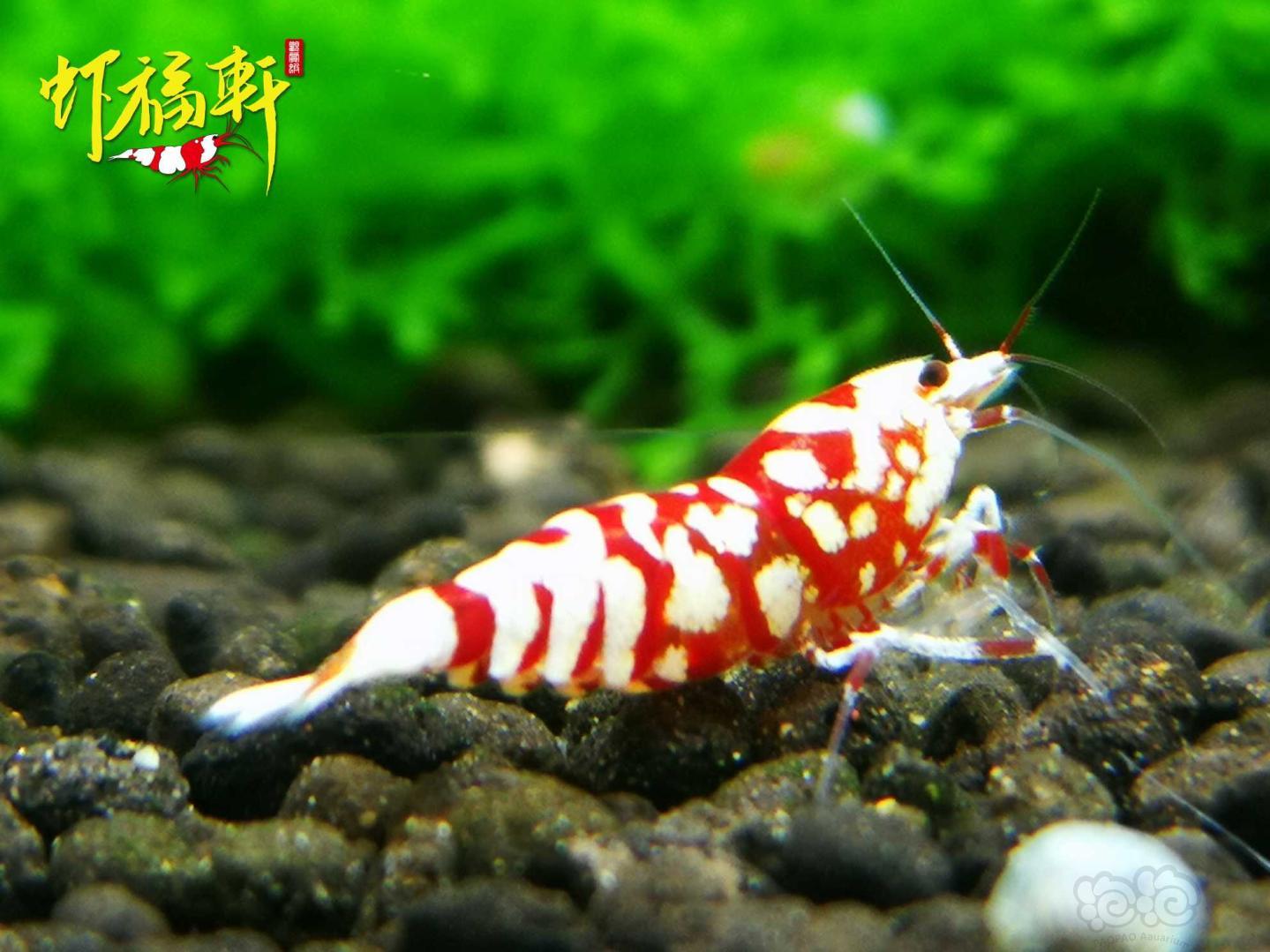 【虾】2021-04-28#RMB拍卖#红花虎亚成2只-图1